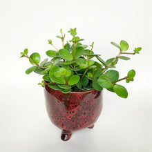 Load image into Gallery viewer, Peperomia Hope - Peperomia Rotundifolia