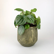 Load image into Gallery viewer, Watermelon Peperomia - Peperomia Argyreia