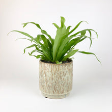 Load image into Gallery viewer, Bird's Nest Fern - Asplenium Antiquum
