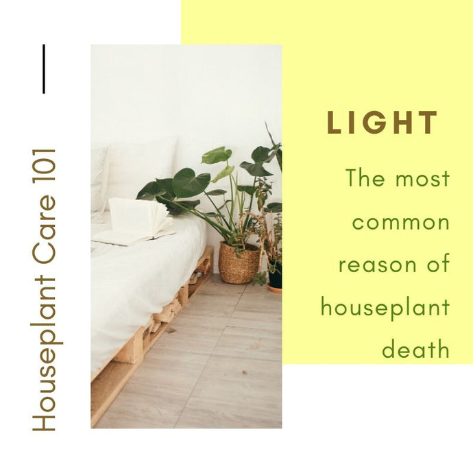 Houseplant Care 101 - Light