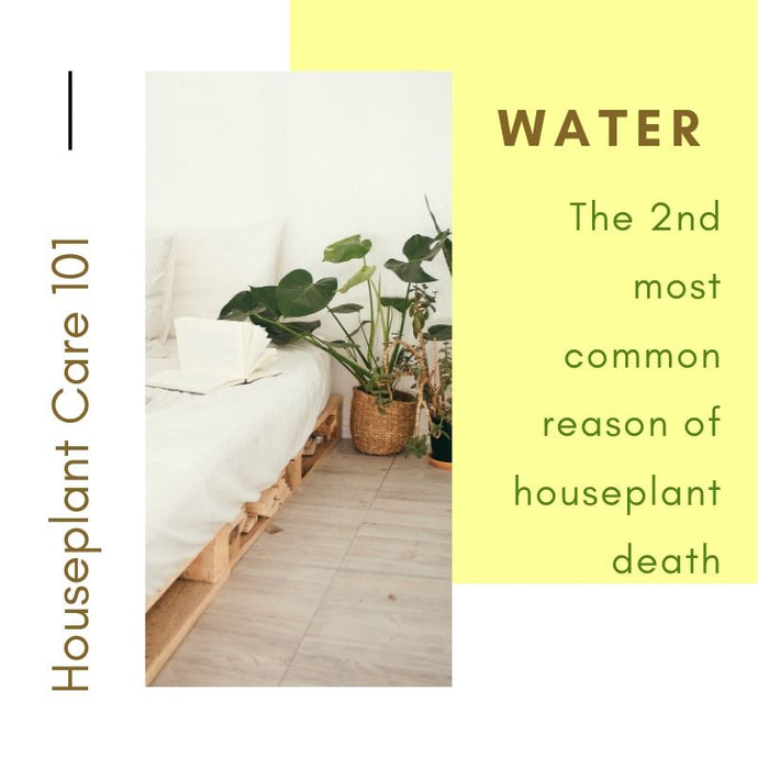Houseplant Care 101 - Water