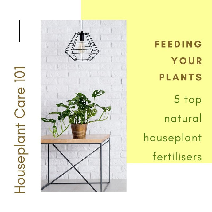 Houseplant Care 101 - Feeding Plants