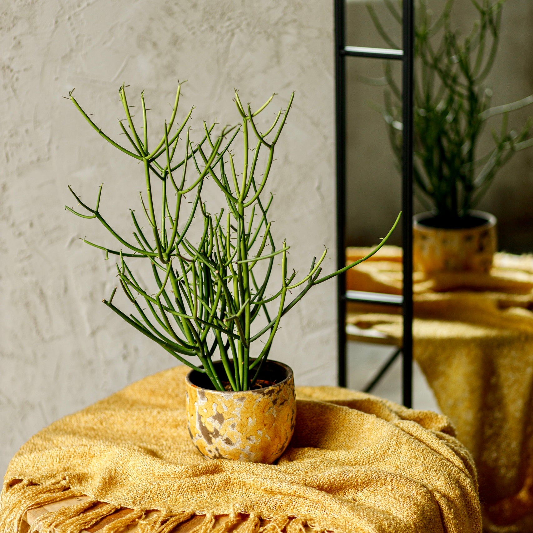house plant subscription Plant Subscription – Plant Pet Club
