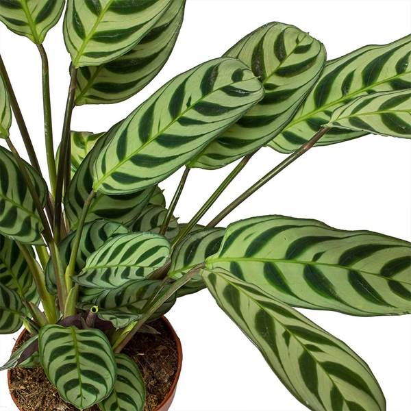 Ctenanthe Burle-Marxii - Never Never Plant