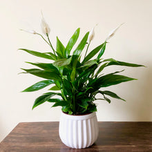 Load image into Gallery viewer, Peace Lily - Spathiphyllum