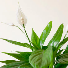 Load image into Gallery viewer, Peace Lily - Spathiphyllum