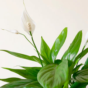 peace lily uk Peace Lily