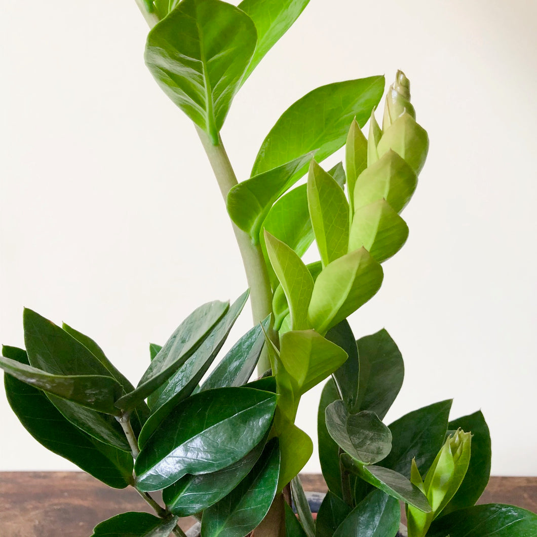 zz plant for sale uk ZZ Plant