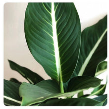 Load image into Gallery viewer, Dumb Cane - Dieffenbachia Green Magic
