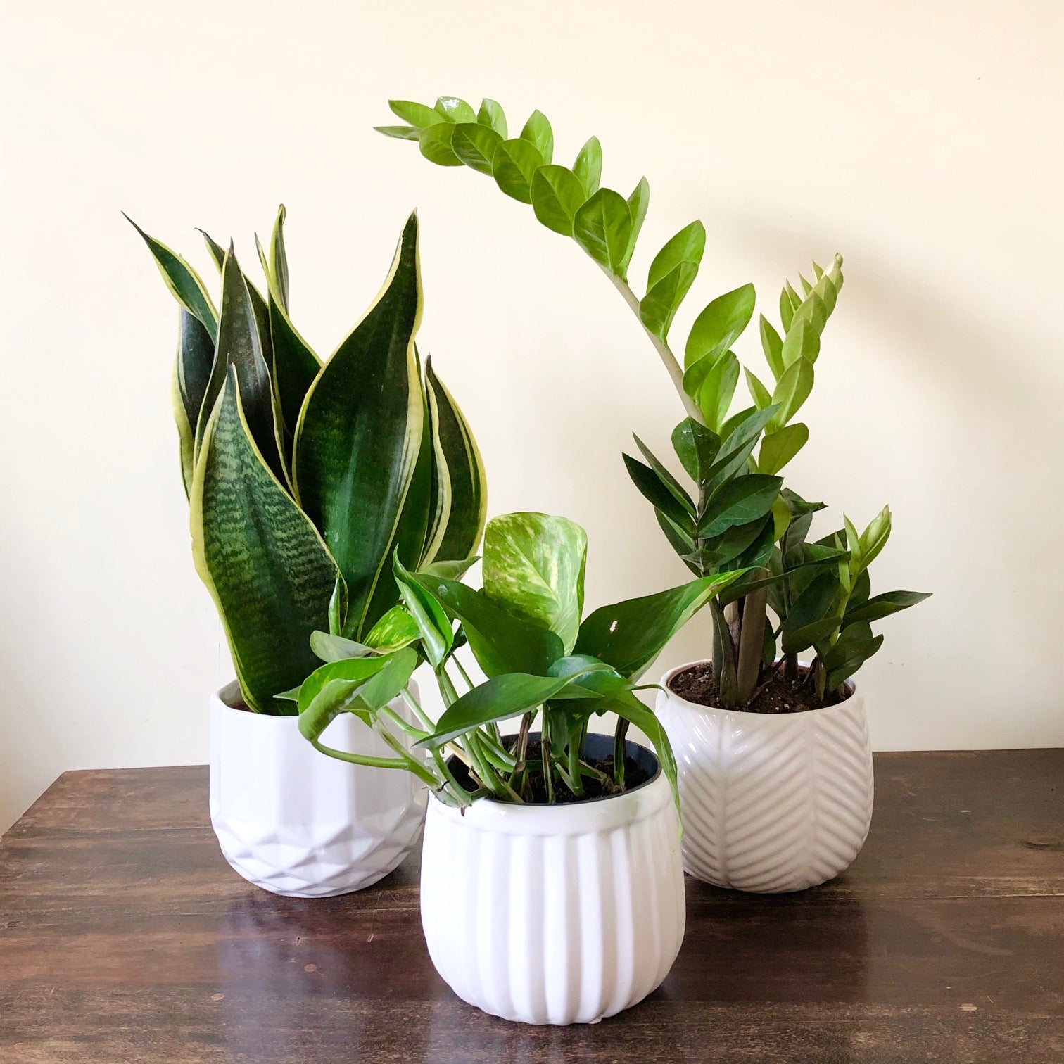 indoor plants in uk Hardy Houseplant Starter Kit for Beginners