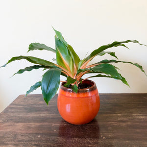 Orange Glazed Boule Pot