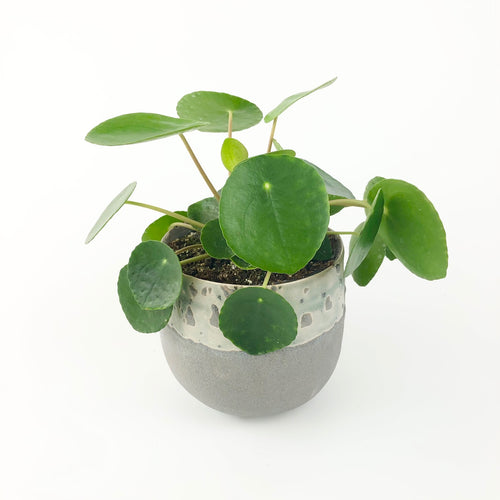 Chinese money plant - Pilea peperomioides
