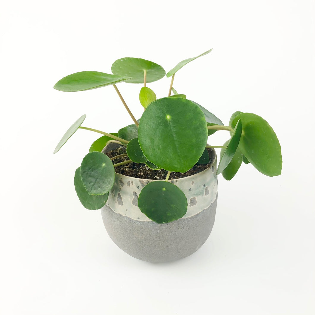 money plant uk Chinese money plant