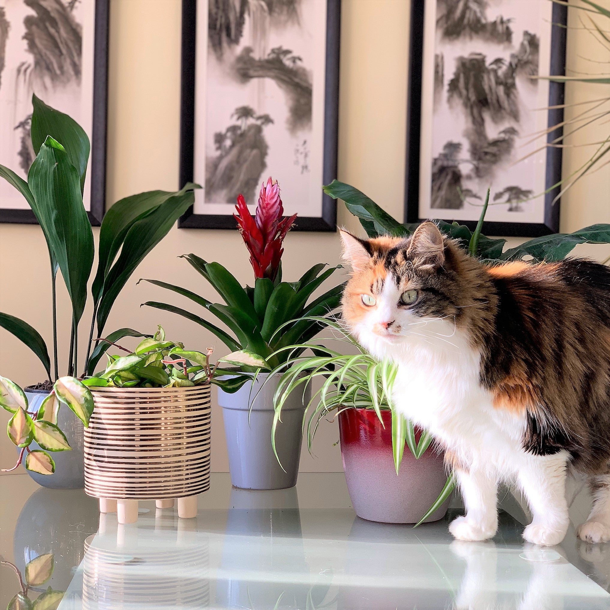 cat friendly indoor plants uk Pet-Friendly Houseplants | Plants Safe for Cats & Dogs