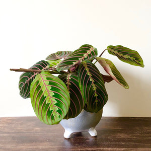 tricolour prayer plant Prayer Plant