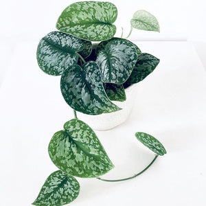 Satin Pothos - Scindapsus Pictus