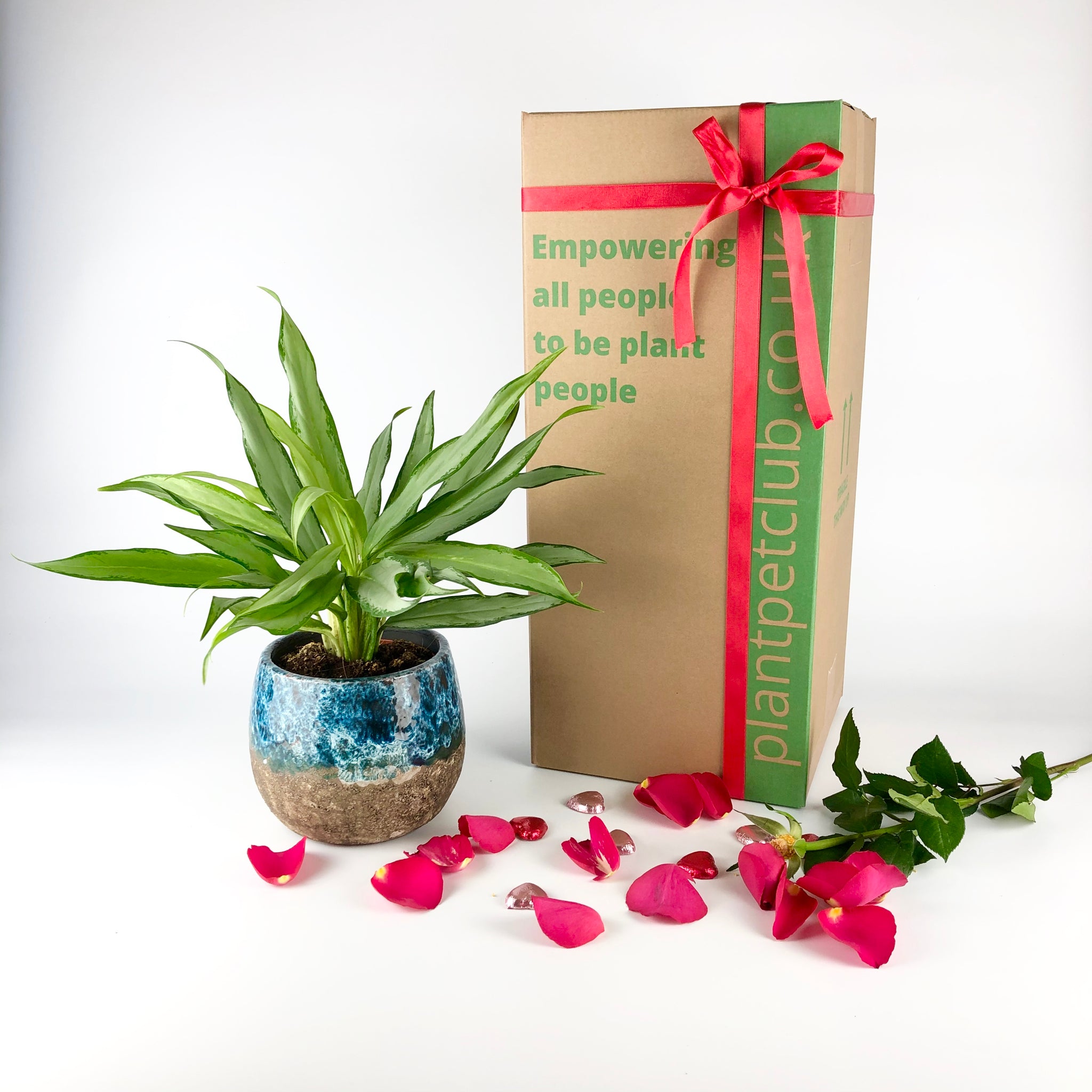 send house plants gifts uk Indoor Plant Subscription | Best Gift for Christmas