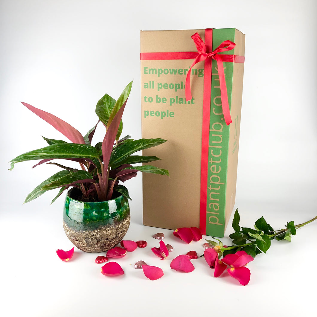 Plant Pet Subscription Offer - 12 Months