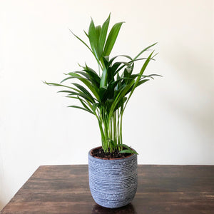 areca palm indoor uk Areca Palm