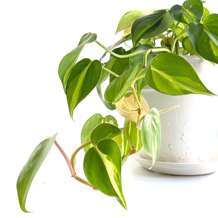 philodendron scandens sweetheart plant Sweetheart Plant