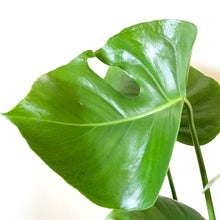 Load image into Gallery viewer, Swiss Cheese Plant -  Monstera Deliciosa