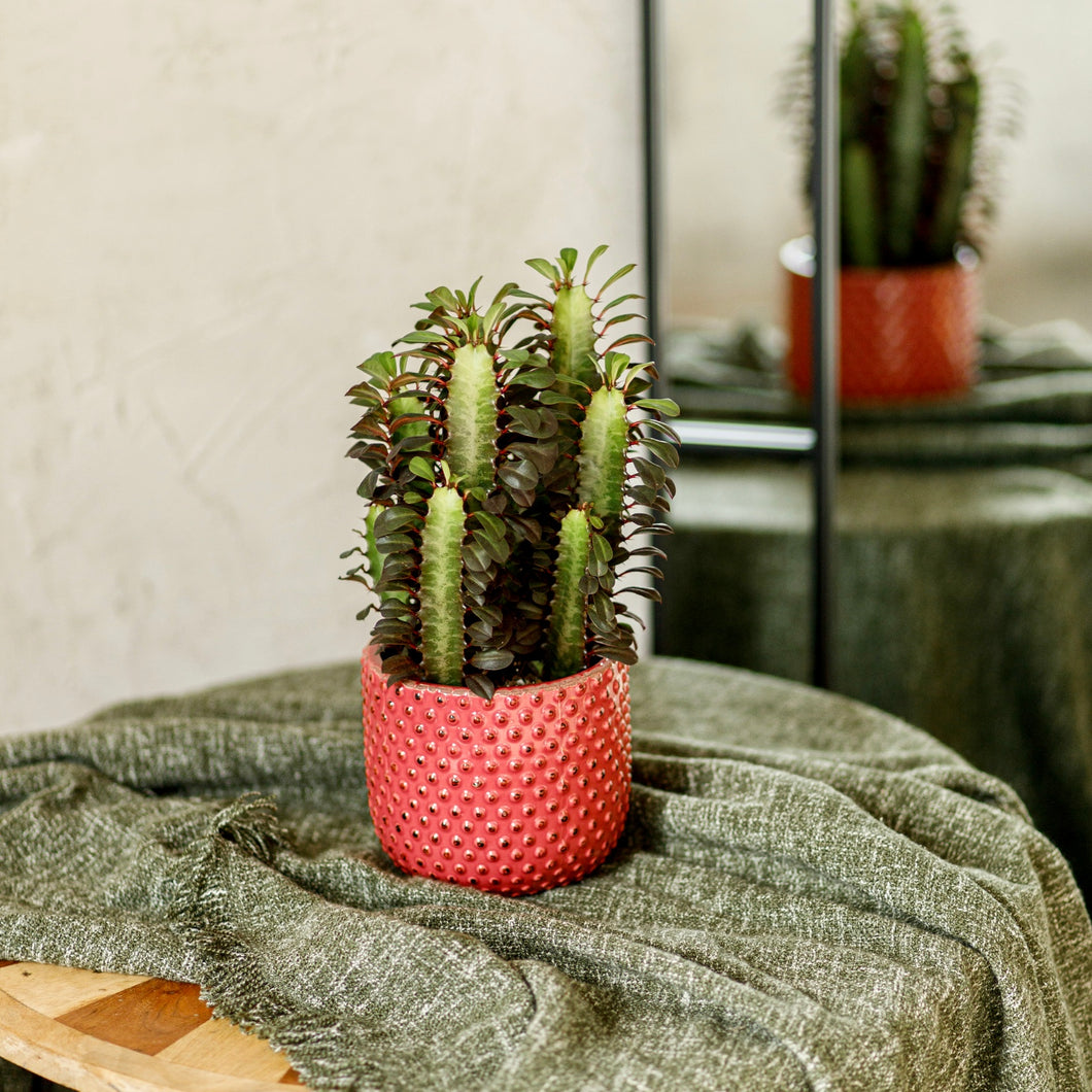 African Milk Tree - Euphorbia Trigona Rubra