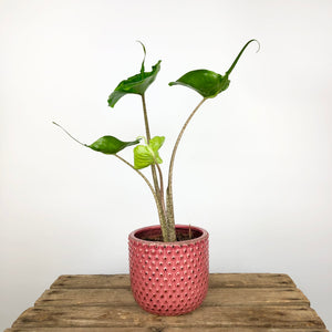 Pink Berry Pot