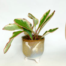 Load image into Gallery viewer, Peperomia Clusiifolia Jelly