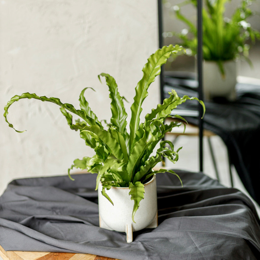 birds nest fern osaka Bird's nest Fern -Asplenium Osaka – Plant Pet Club