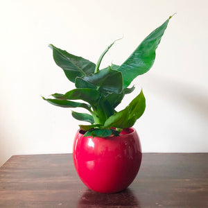 Pet-Friendly Plant Pets