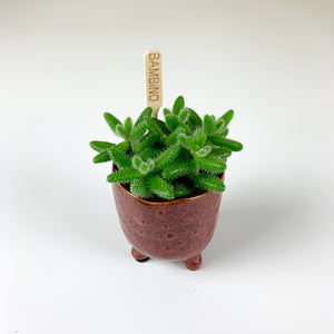 Pickle plant - Delosperma Echinatum