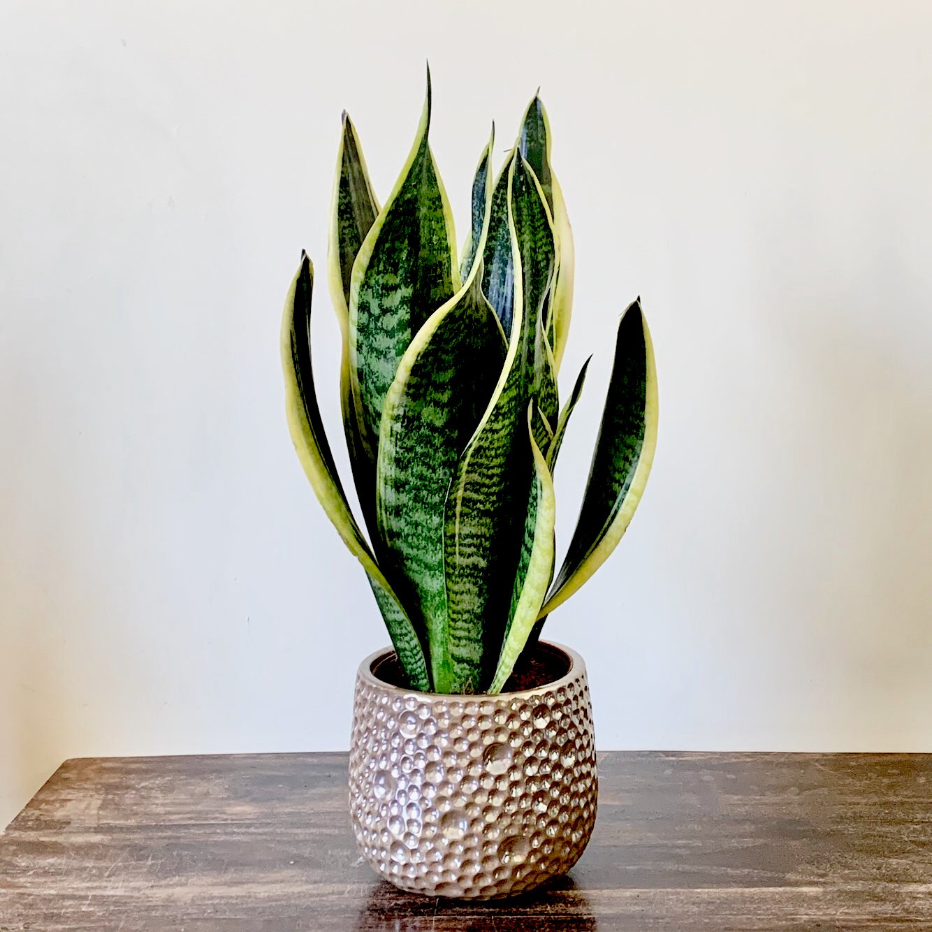sansevieria futura superba snake plant Snake Plant