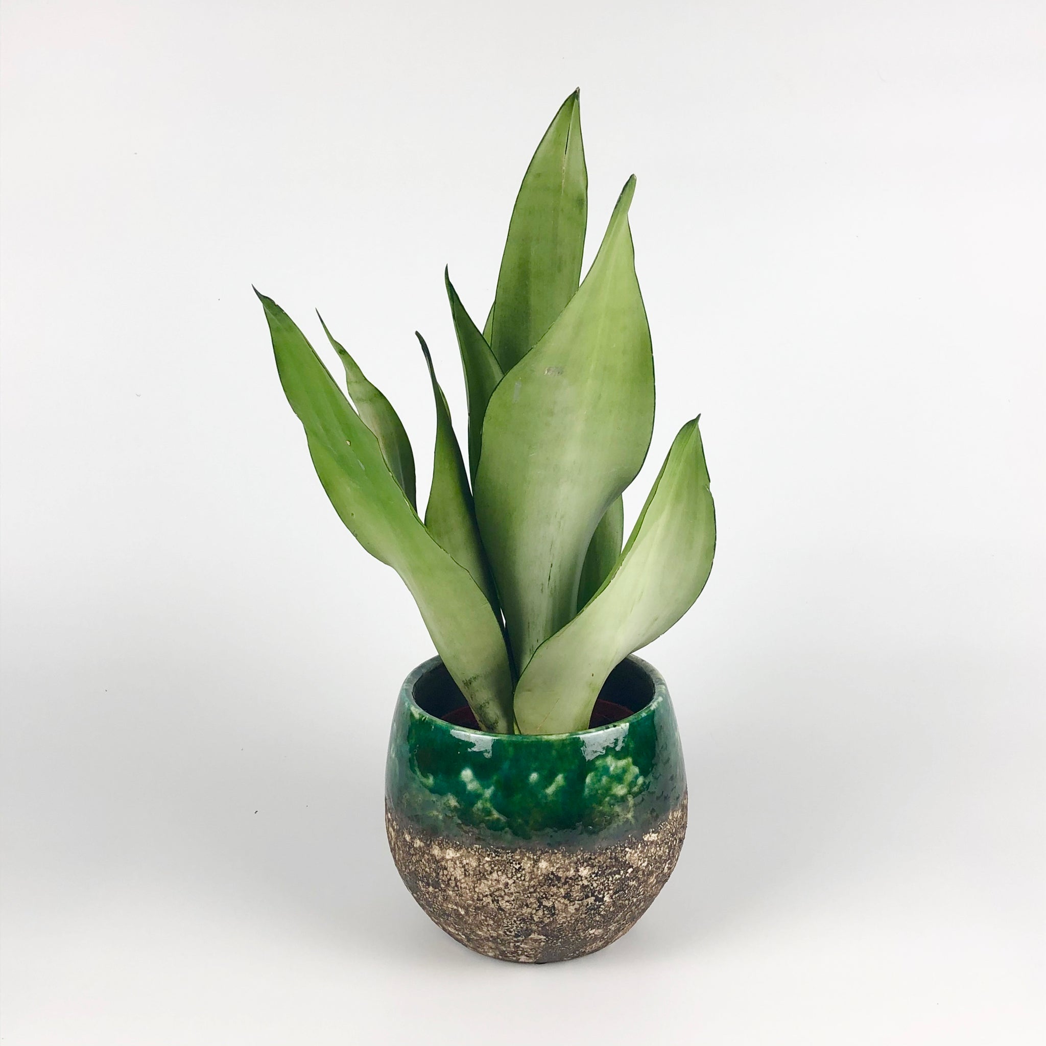 sansevieria moonshine uk Snake Plant Moonshine