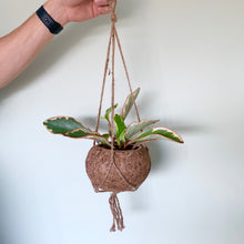 Load image into Gallery viewer, Peperomia Clusiifolia Jelly