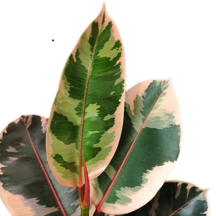 Ficus Tineke - Rubber plant