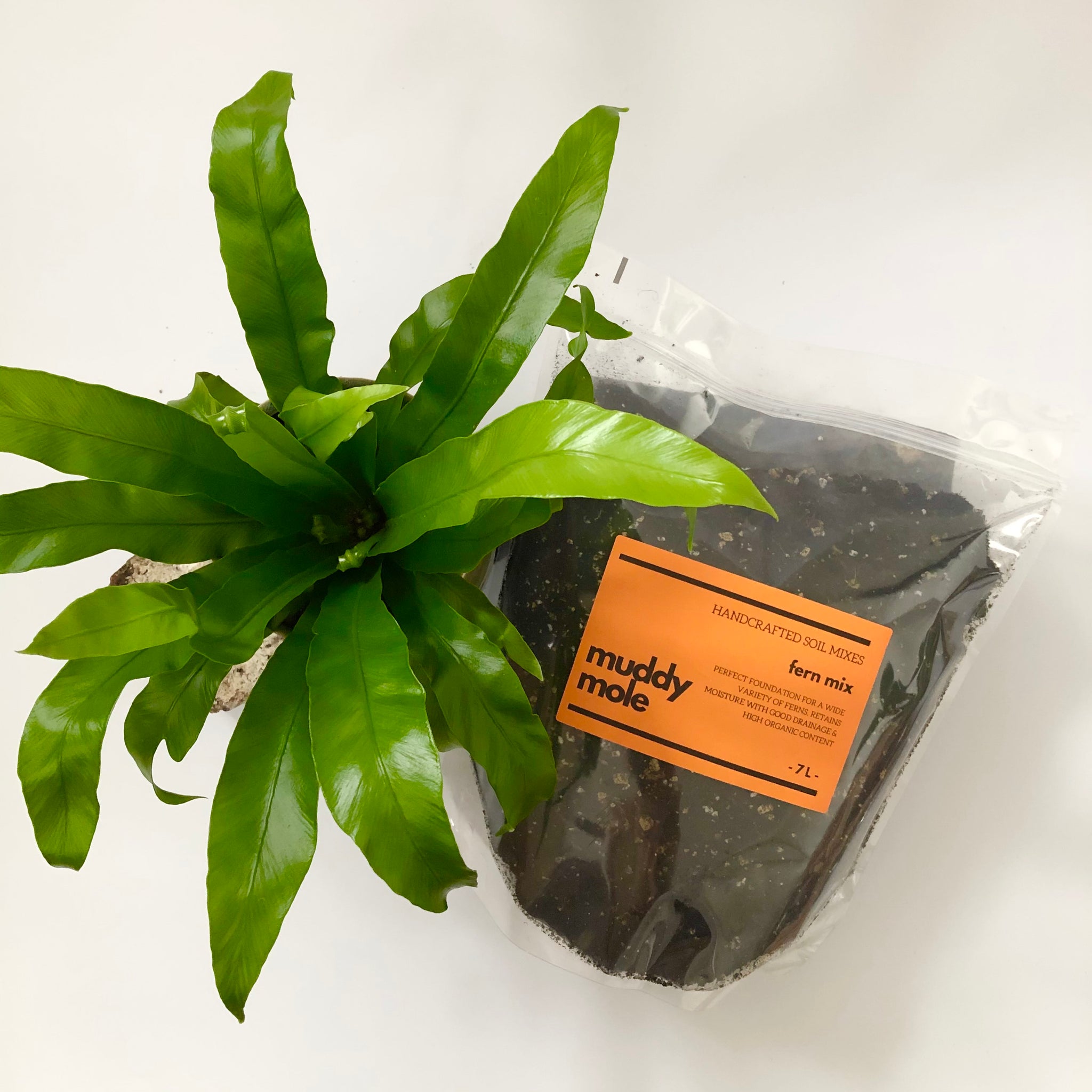 potting mix ferns Houseplant potting compost