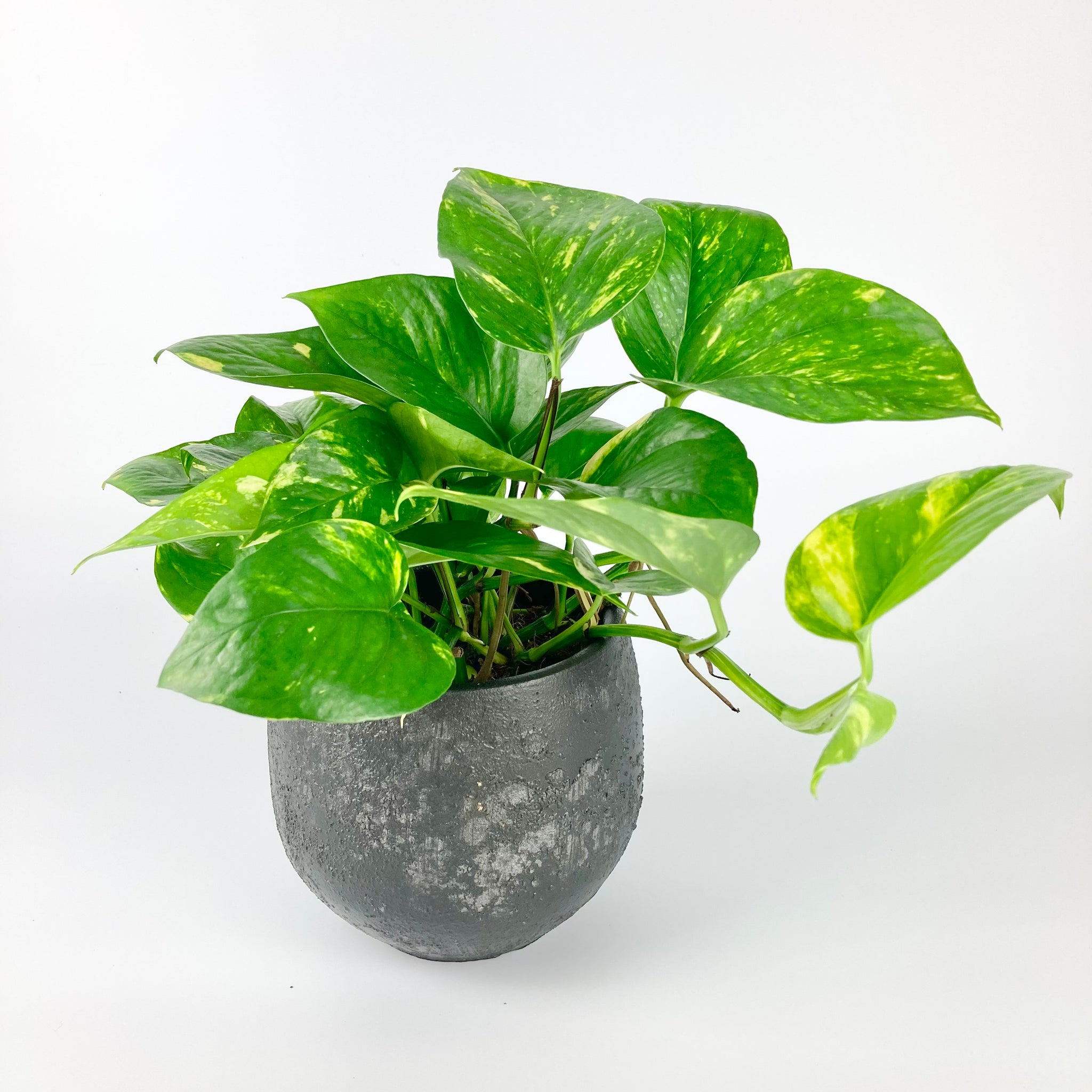 pothos uk Golden Pothos