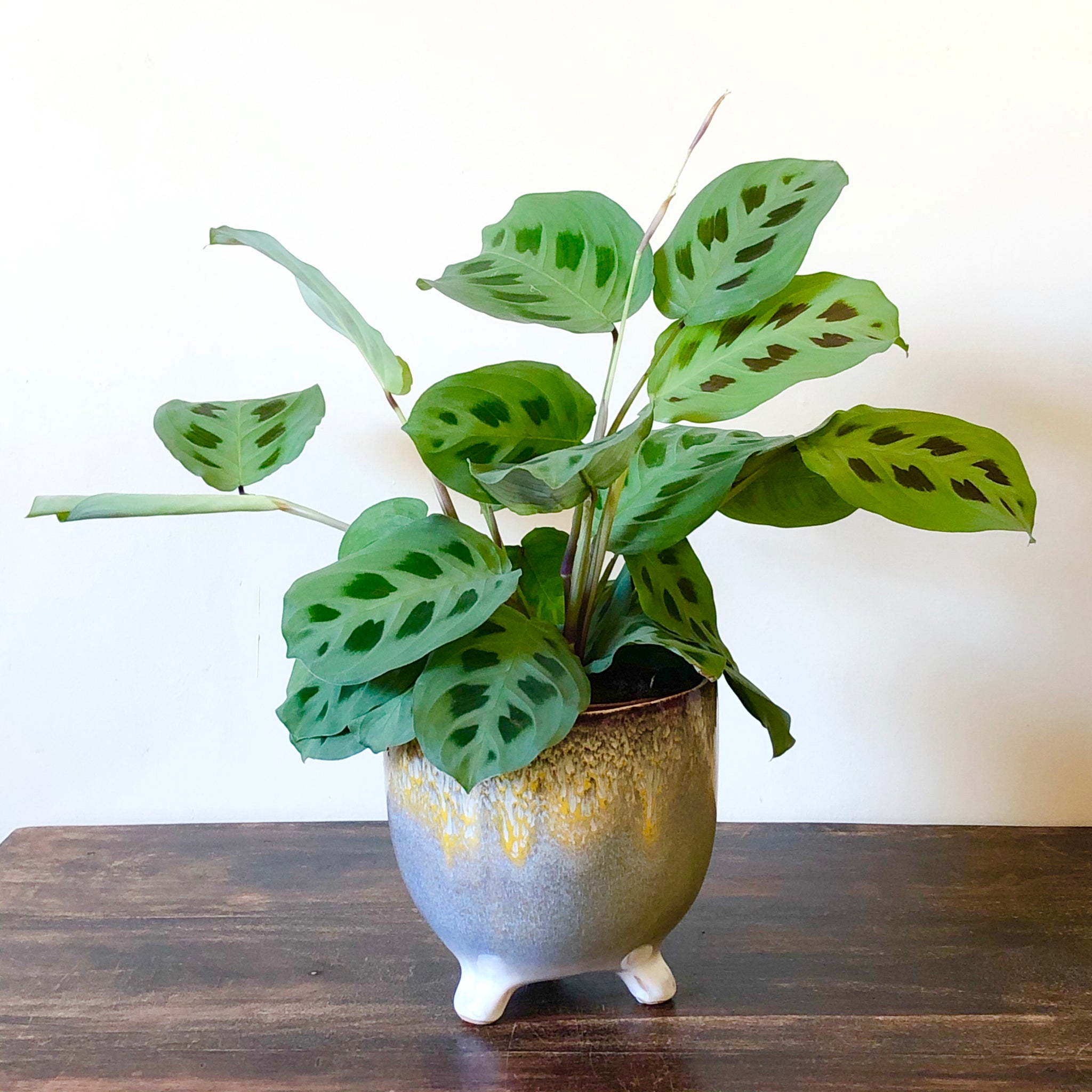 prayer plant rabbit's foot Rabbit's Foot
