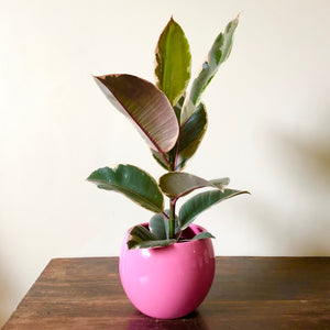 Ficus Tineke - Rubber plant