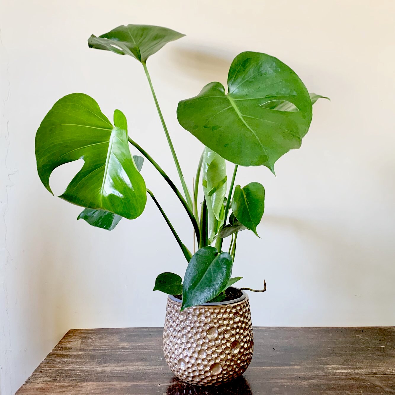 swiss cheese plant and pets Swiss Cheese Plant
