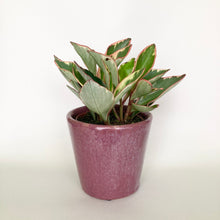 Load image into Gallery viewer, Peperomia Clusiifolia Jelly