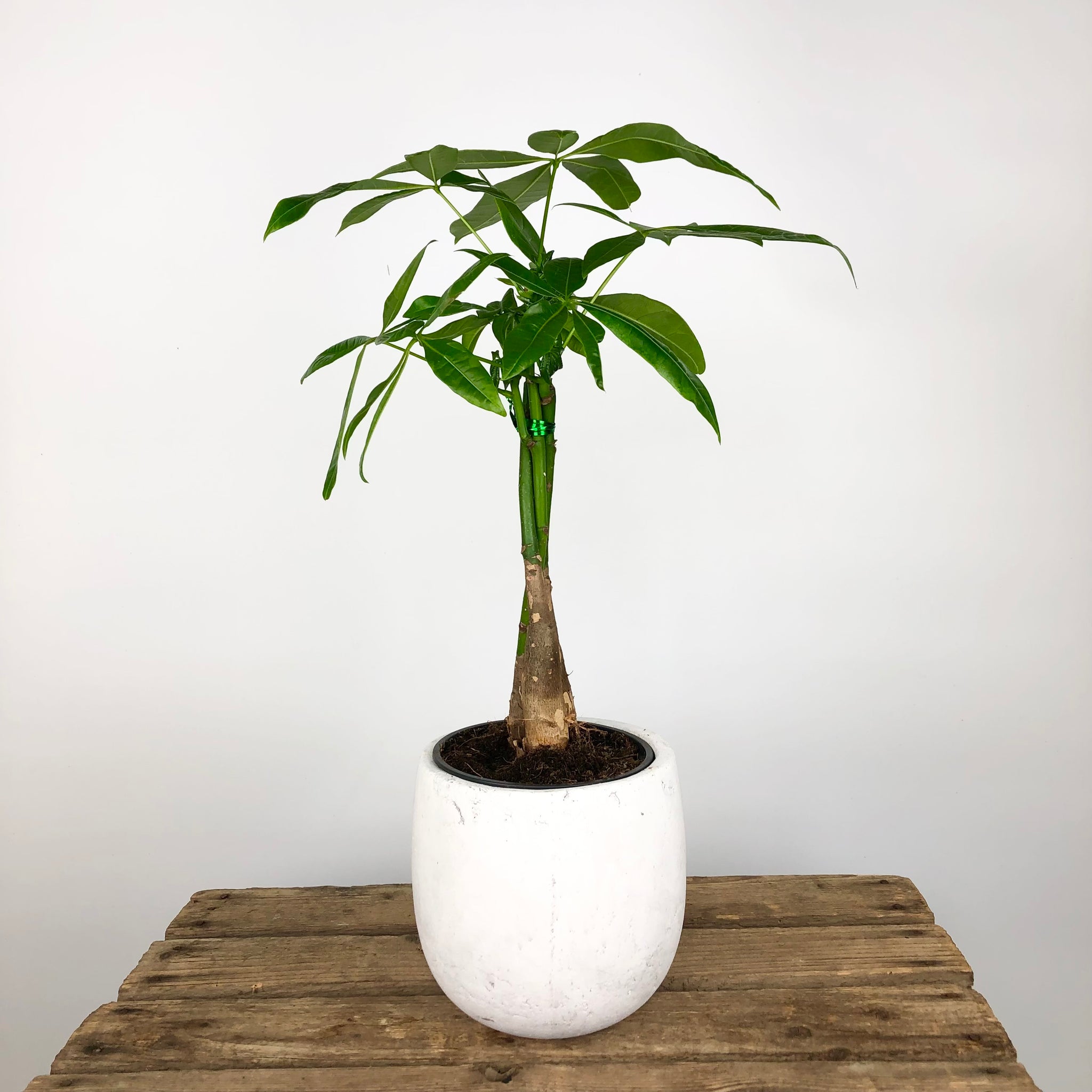 money tree on 3rd Money Tree - Pachira Aquatica