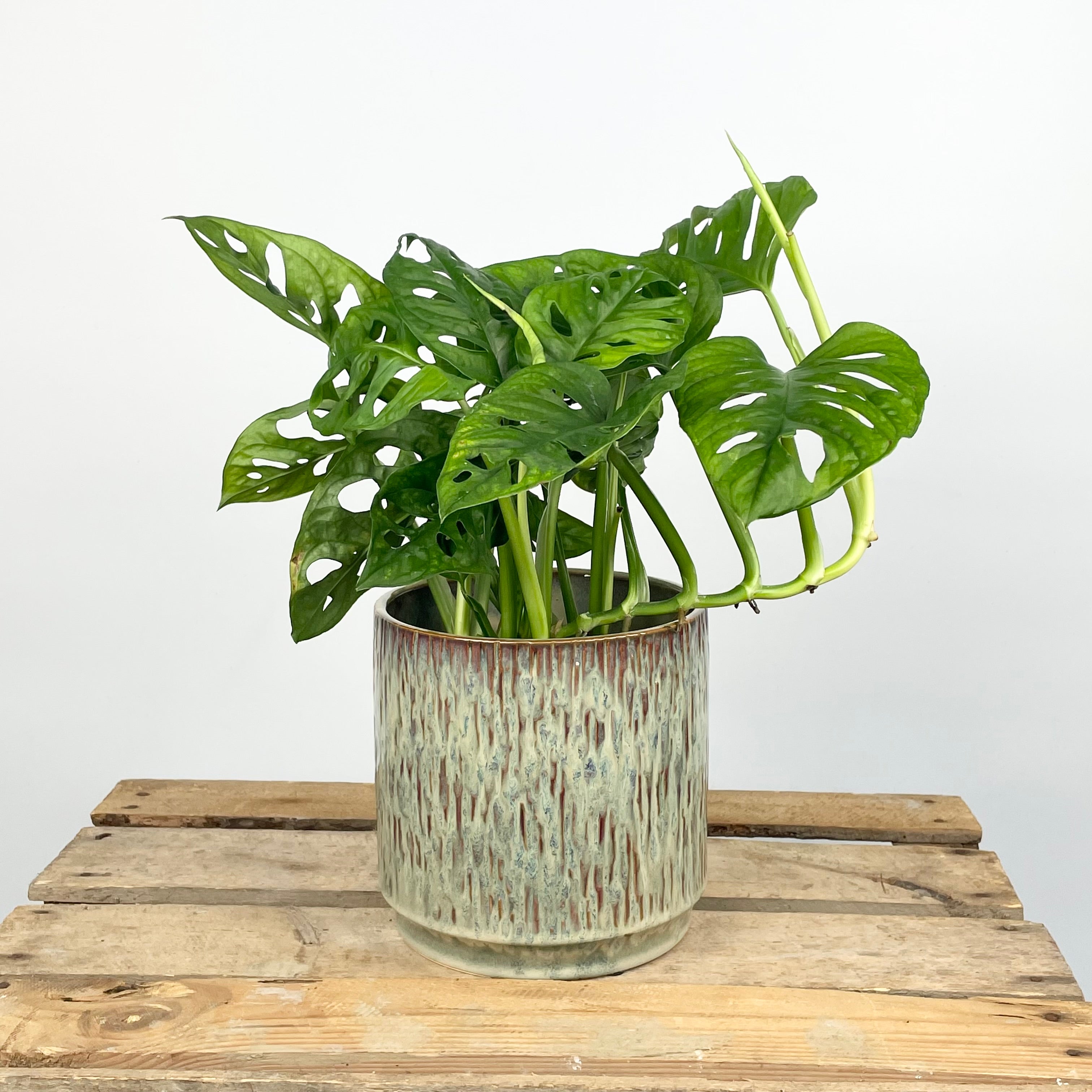 Monstera Monkey Leaf
