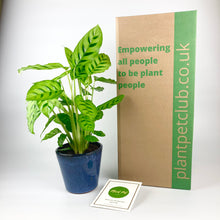 Load image into Gallery viewer, Pet-Friendly Plant Pets