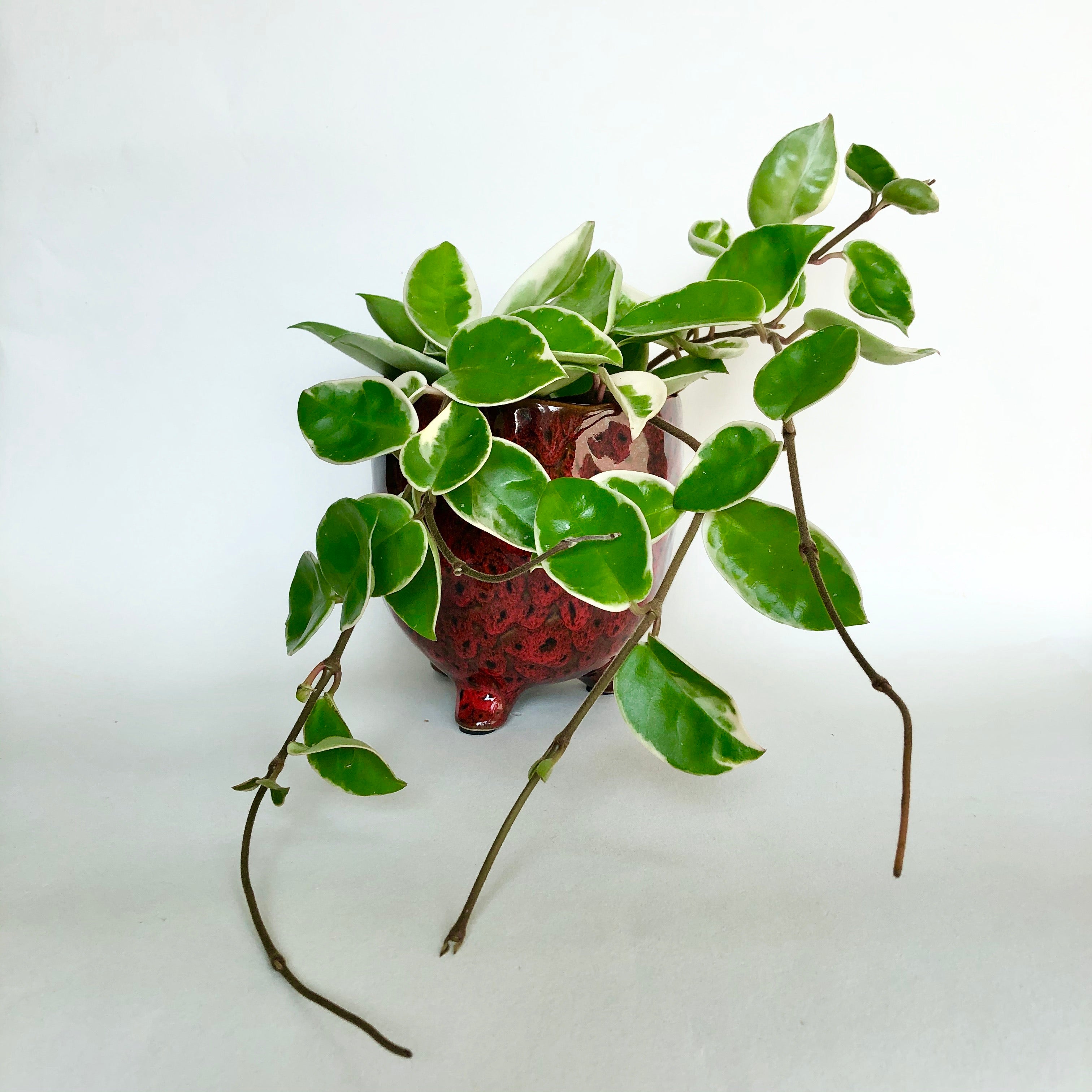 Hoya krimson queen