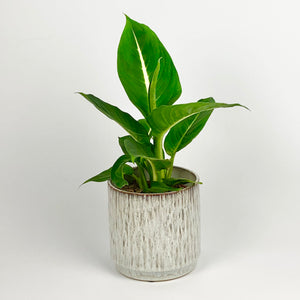 Dumb Cane - Dieffenbachia Green Magic