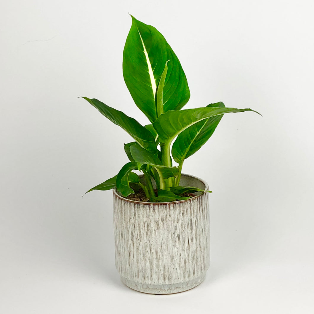 Dumb Cane - Dieffenbachia Green Magic