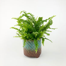 Load image into Gallery viewer, Boston Fern - Nephrolepis exaltata