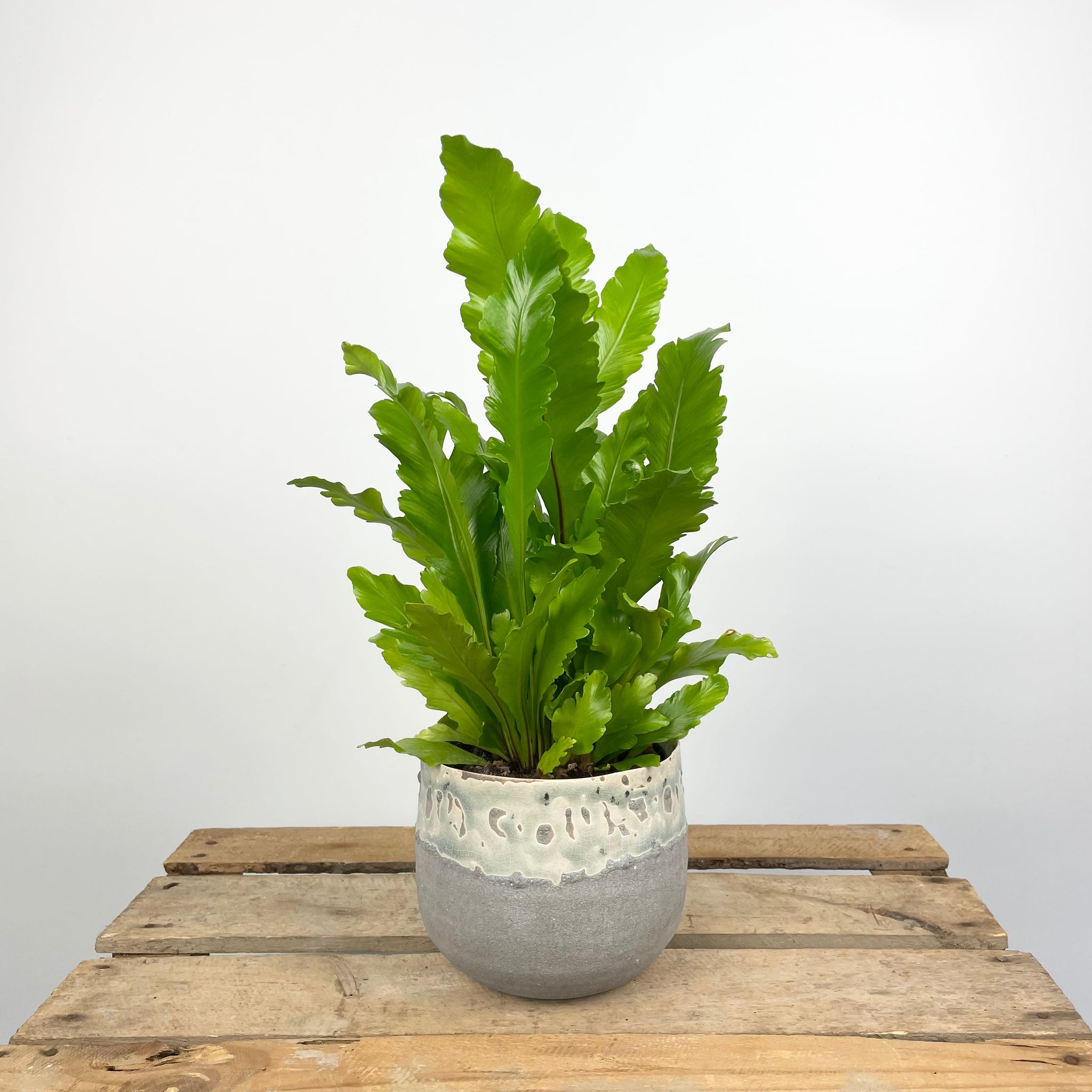 champion bird's nest fern Bird's Nest Fern -Asplenium Nidus Campio – Plant Pet Club
