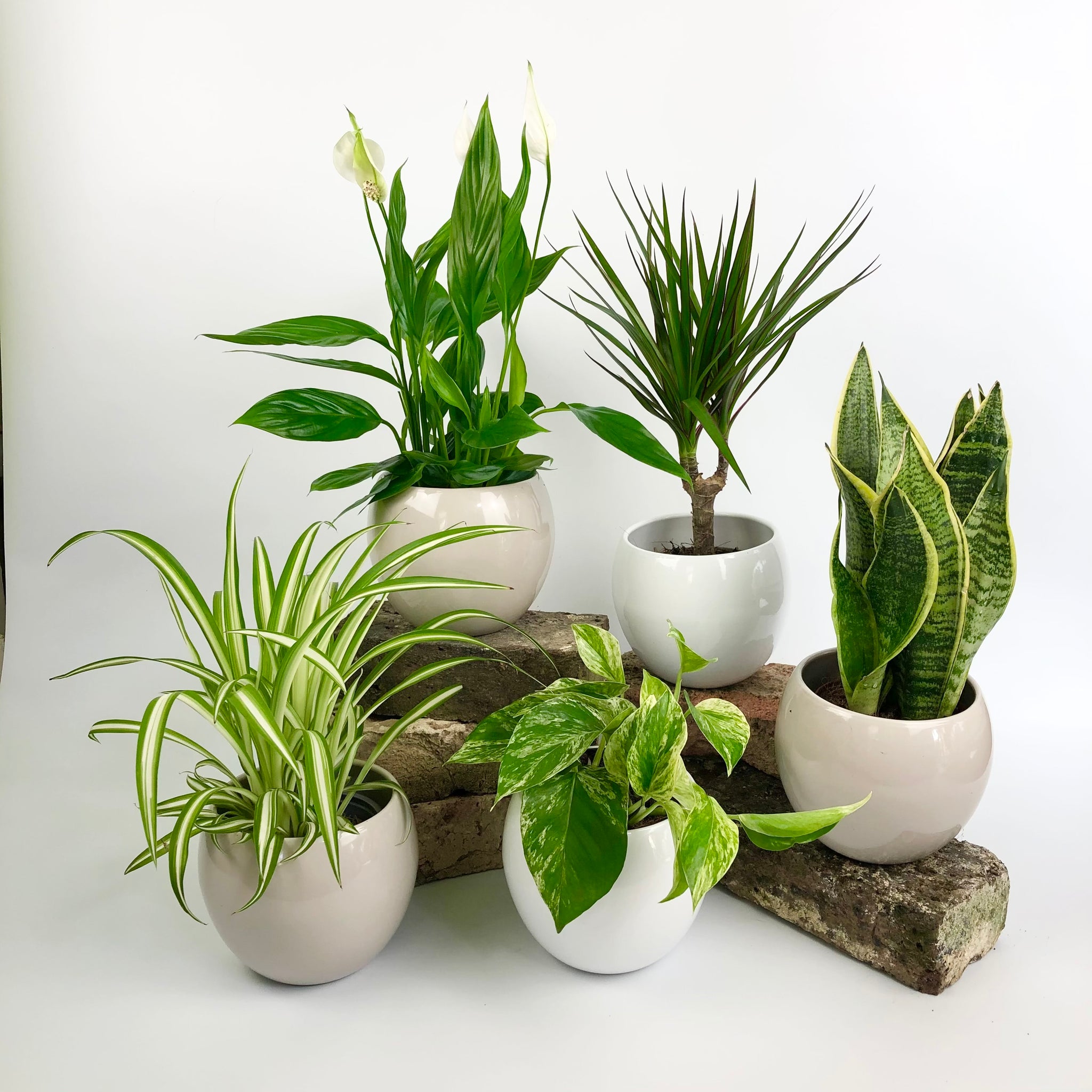 air plants uk for sale Top 5 Air-Purifying House plants Bundle | Free Delivery